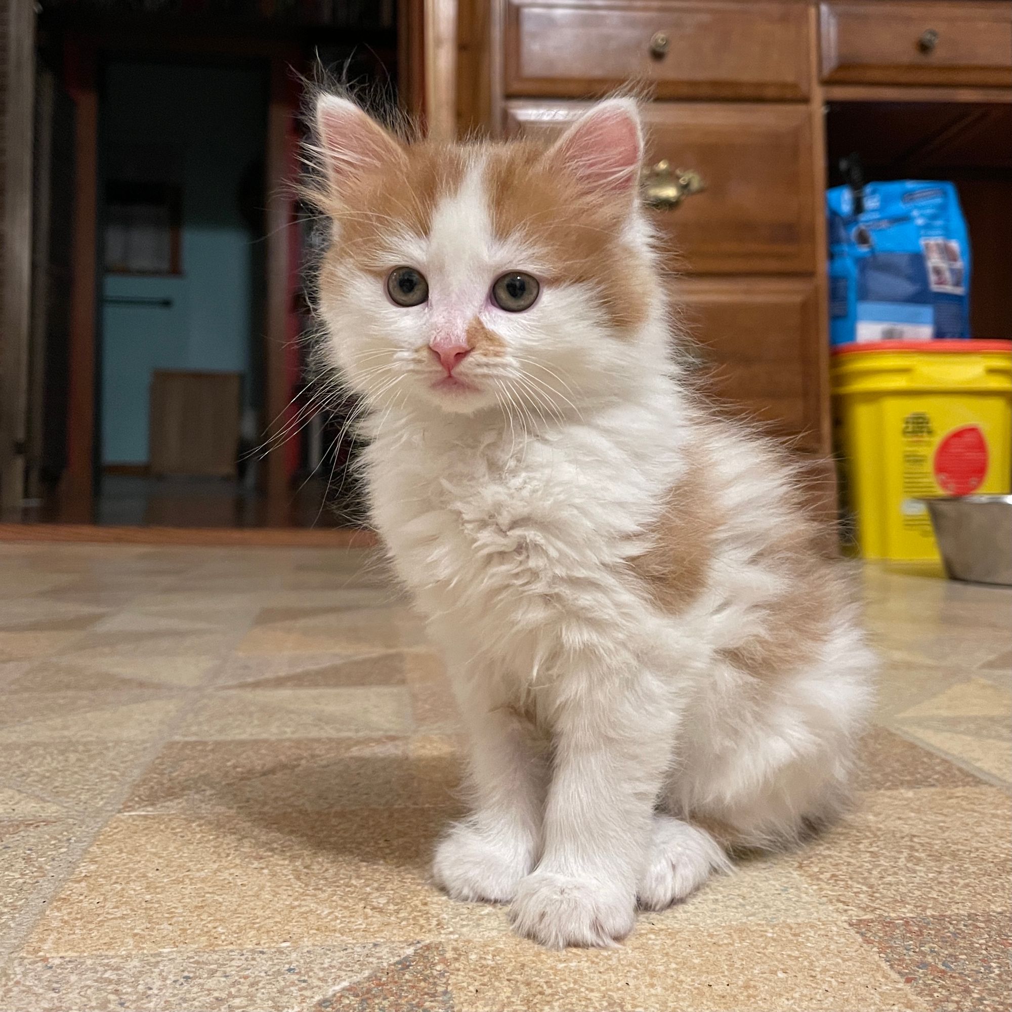 White and tan kitten!